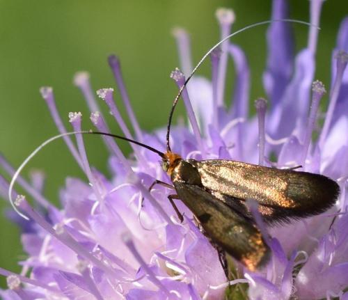 Nemophora metallica